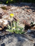 Vals muizeoor - Pilosella peleteriana