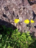 Schijnpapaver - Papaver cambricum