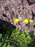 Schijnpapaver - Papaver cambricum 