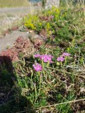 Steenanjer - Maiden pink - Diathus deltoiudes