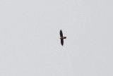 Lammergier - Bearded vulture - Gypaetus barbatus