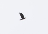 Steenarend - Golden eagle - Aquila chrysaetos
