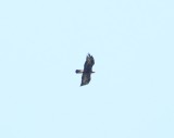 Steenarend - Golden eagle - Aquila chrysaetos