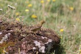 Geelgors - Yellowhammer - Emberiza citrinella
