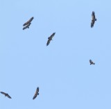 Vale gier - Griffon vulture - Gyps fulvus