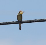 Bijeneter - European bee-eater - Merops apiaster