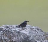 Blauwe rotslijster - Blue rock thrush - Monticola solitarius