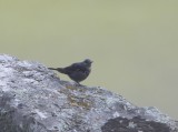 Blauwe rotslijster - Blue rock thrush - Monticola solitarius