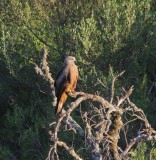 Zwarte wouw - Black kite - Milvus migrans