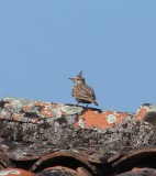 Kuifleeuwerik - Crested lark - Galerida cristata