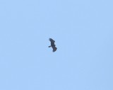 Spaanse keizerarend - Spanish imperial eagle - Aquila adalberti