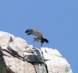 Vale gier - Griffon vulture - Gyps fulvus