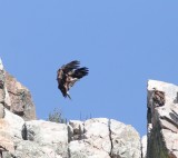 Vale gier - Griffon vulture - Gyps fulvus
