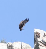 Vale gier - Griffon vulture - Gyps fulvus