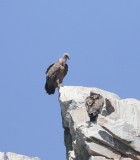 Vale gier - Griffon vulture - Gyps fulvus