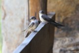 Rotszwaluw - Crag martin - Ptyonoprogne rupestris