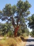 Kurkeik - Cork oak - Quercus suber