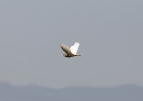 Ralrieger - Squacco heron - Ardeola ralloides