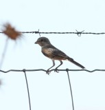 Roodkopklauwier - Woodchat shrike - Lanius senator