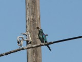 Scharrelaar - European roller - Coracias garrulus