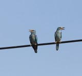 Scharrelaar - European roller - Coracias garrulus