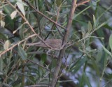 Westelijke Vale spotvogel - western olivaceous warbler - Hippolais opaca