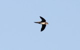 Alpengierzwaluw - Alpine swift - Tachymarptis melba