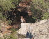Dwergarend - Booted eagle - Hieraaetus pennatus