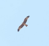 Rode wouw - Red kite - Milvus milvus