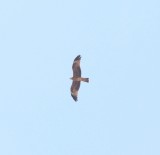 Rode wouw - Red kite - Milvus milvus