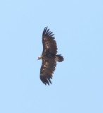 Monniksgier - Cinereous vulture - Aegypius monachus