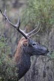 Edelhert - Red deer - Cervus elaphus