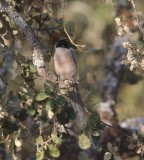 Blauwe ekster - Iberian magpie - Cyanopica cooki