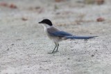Blauwe ekster - Iberian magpie - Cyanopica cooki