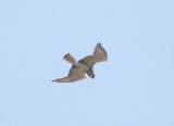 Slangenarend - Short-toed snake eagle - Circaetus gallicus