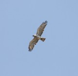 Slangenarend - Short-toed snake eagle - Circaetus gallicus