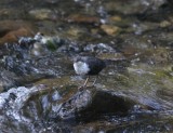 Zwartbuikwaterspreeuw-White-throated dipper cinclus - cinclus cinclus cinclus