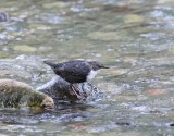 Zwartbuikwaterspreeuw-White-throated dipper cinclus - cinclus cinclus cinclus