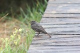 Zwarte roodstaart -  Black redstart - Phoenicurus ochruros