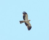Dwergarend  - Booted eagle - Hieraaetus pennatus