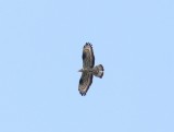Wespendief - European honey buzzard - Pernis apivorus