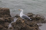 Geelpootmeeuw - Yellow-legged gull - Larus michahellis