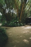 Bosque Rodrigues Alves