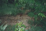 Agoeti's - Dasyprocta