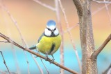 Pimpelmees - Eurasian blue tit - Cyanistes caeruleus