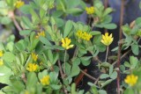 Kleine klaver - Trifolium dubium