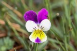Planten - Plantae