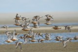 Kanoet - Knot - Caldris canutus