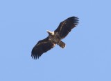 Zeearend - White-tailed eagle - Haliaeetus albicilla
