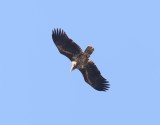Zeearend - White-tailed eagle - Haliaeetus albicilla